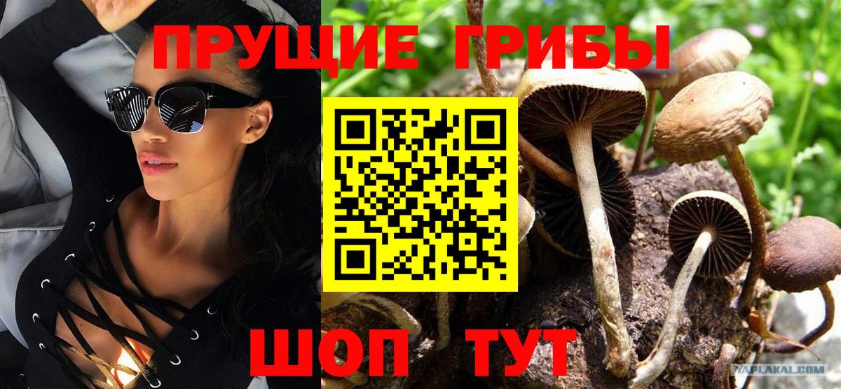 Псилоцибиновые грибы Psilocybe  Галлюциногенные грибы GOLDEN TEACHER  Вход с VPN  Приморско-Ахтарск 